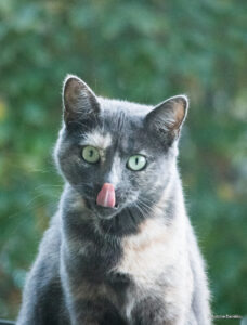 photo animaux chat chatte Maya Antoine Danielou