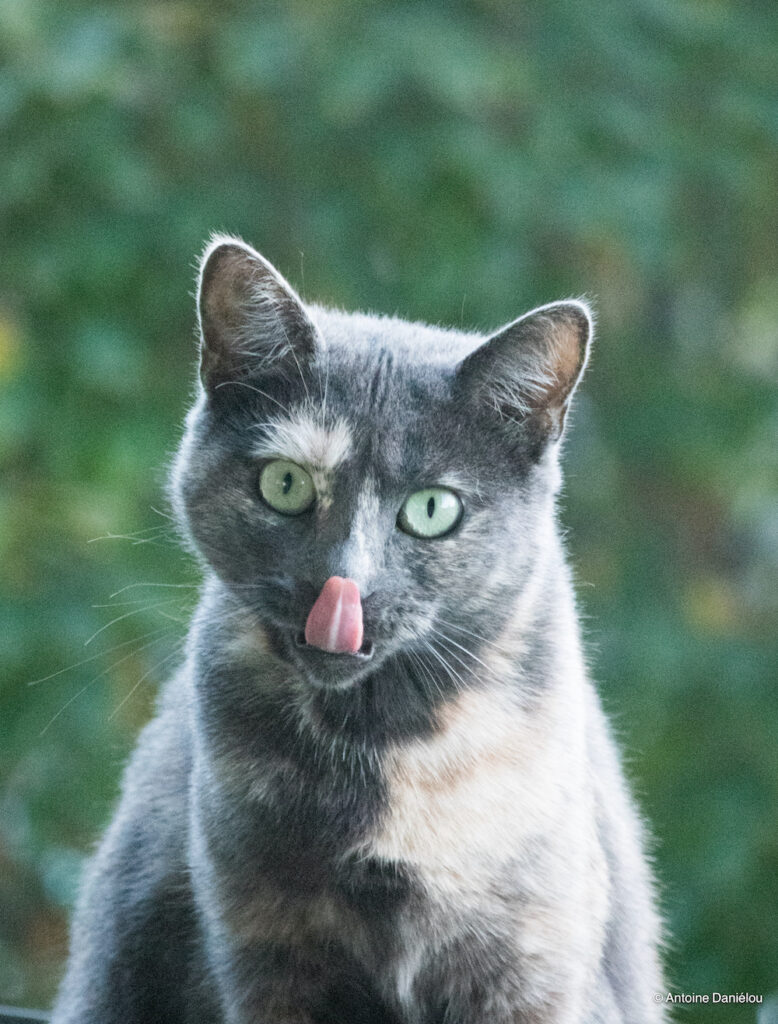 photo animaux chat chatte Maya Antoine Danielou